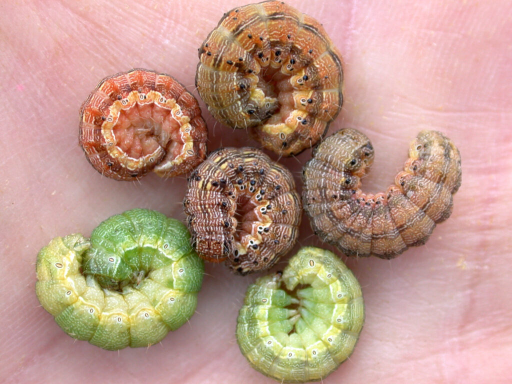 Figure 2. The diversity in colors of corn earworm larvae (Photo by John Obermeyer).