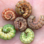 Figure 2. The diversity in colors of corn earworm larvae (Photo by John Obermeyer).