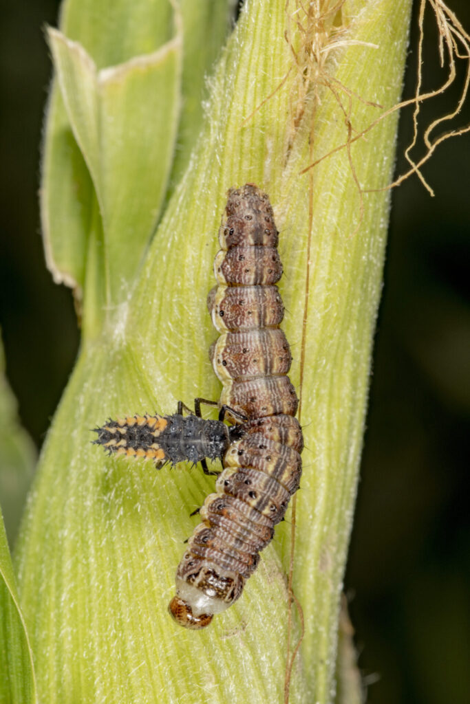 Figure 3. A corn earworm being eaten by a lady beetle larva (Photo by John Obermeyer).