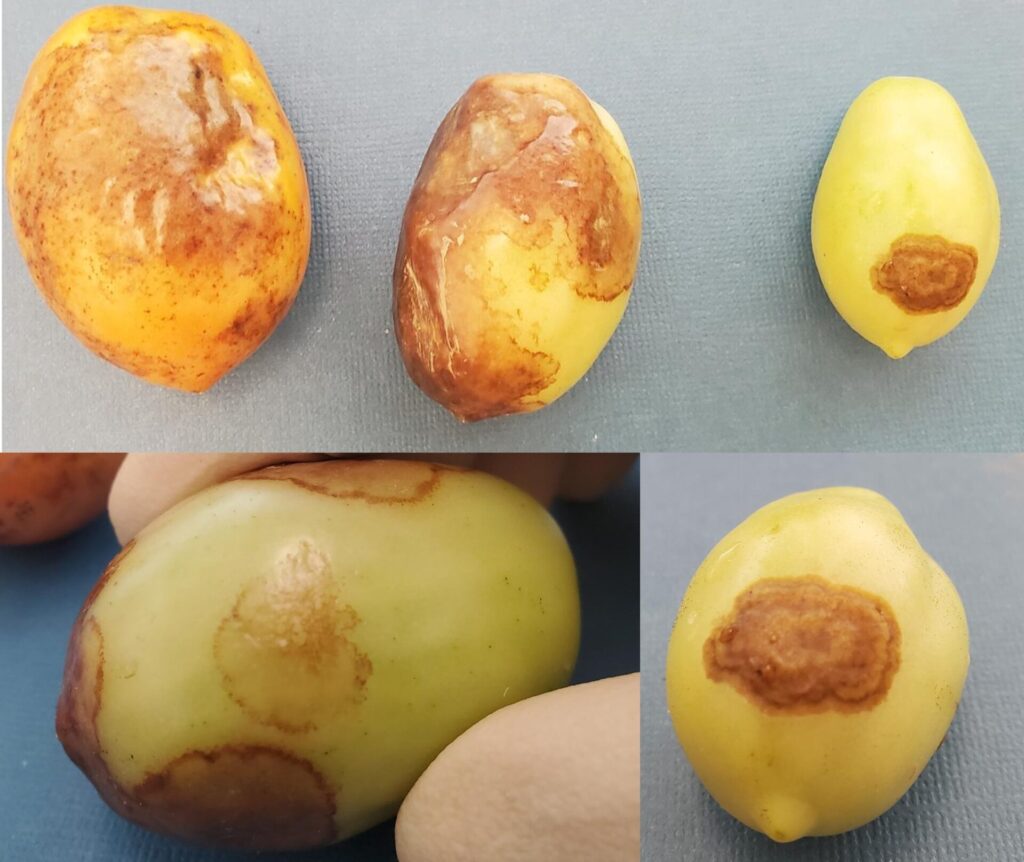 Figure 1: Caption: Roma tomatoes with buckeye rot caused by Phytophthora (Photo by John Bonkowski).