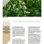 Cover crops in the home garden