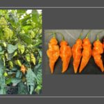 Habanada Sweet Pepper