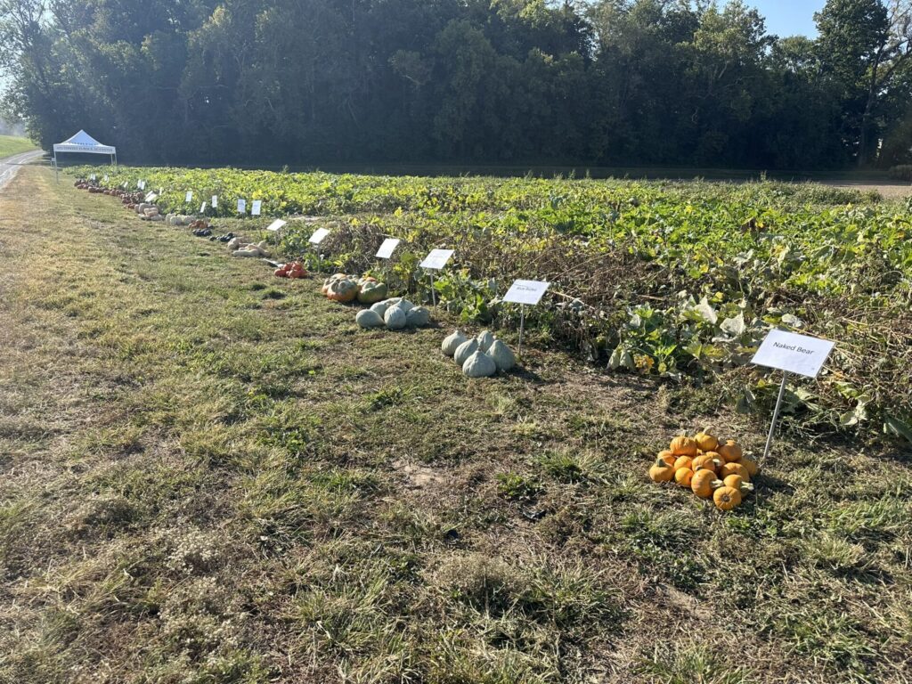 Figure 1. Pumpkin varieties showcased at the field day (Photo by Wenjing Guan).