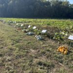 Figure 1. Pumpkin varieties showcased at the field day (Photo by Wenjing Guan).