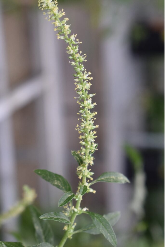 Figure 4. Male waterhemp inflorescence with exposed stamens (Photo by Helen Nocito).