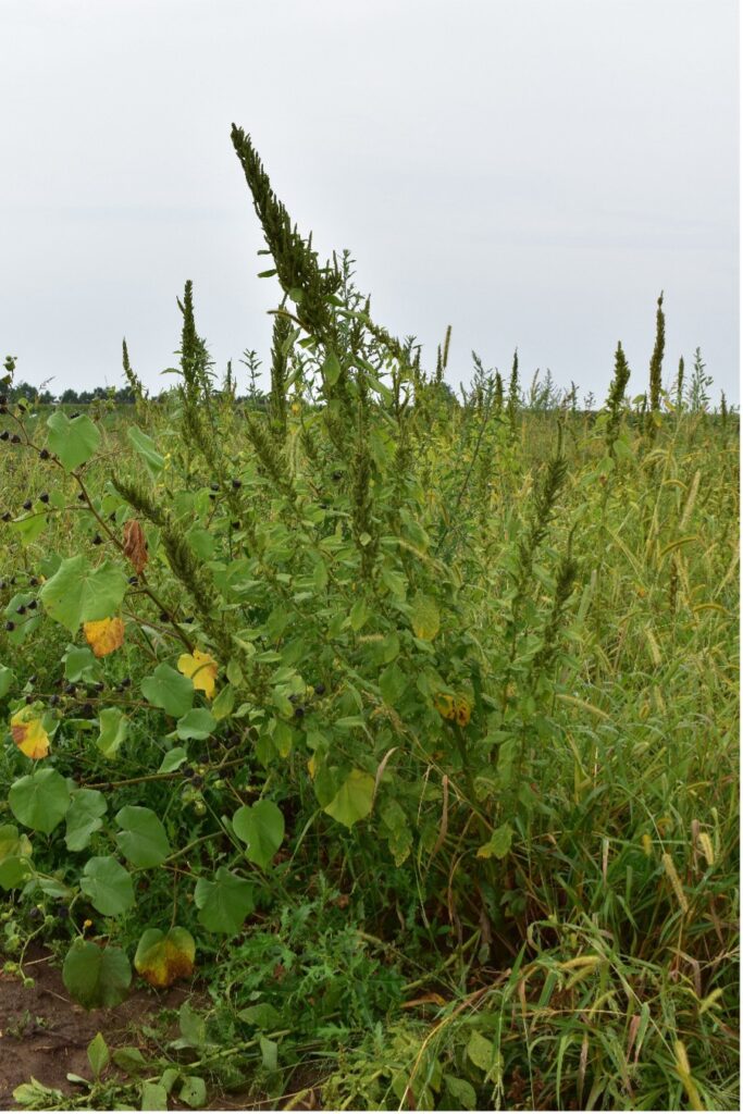 Figure 1. Mature waterhemp in fallow field (Photo by Helen Nocito).
