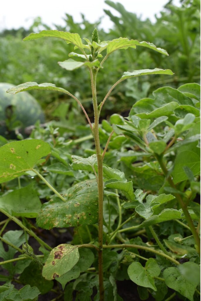 Figure 6. Redroot pigweed in a watermelon patch. Note the fuzzy appearance of the stem from the small hairs (Photo by Helen Nocito).