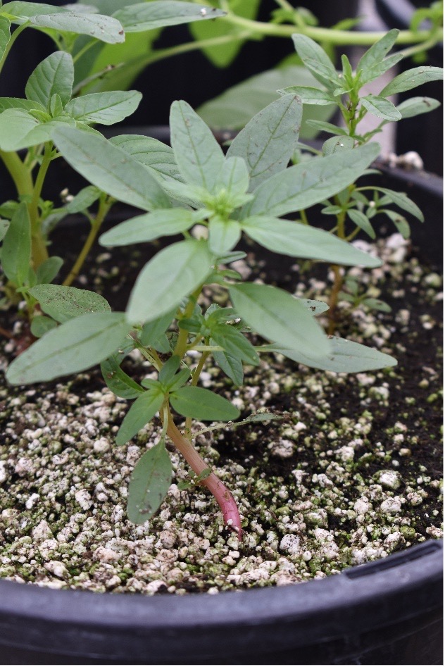 Figure 2. Waterhemp can have green or red stems and leaves with notched tips (Photo by Helen Nocito).