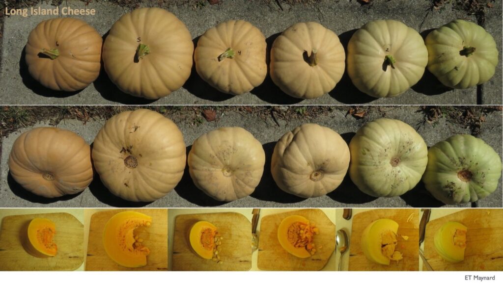 Figure 2. 'Long Island Cheese' winter squash at varying stages of maturity (from right to left in picture). Top: stem end of whole squash. Note darker rind color in more mature squash (6, left) compared to immature (1 and 2, right) and less mature squash (3, 4, and 5). Middle: blossom end of whole squash. Bottom: section of cut squash before cooking. Note darker orange flesh of more mature squash (Photo by E.T. Maynard).