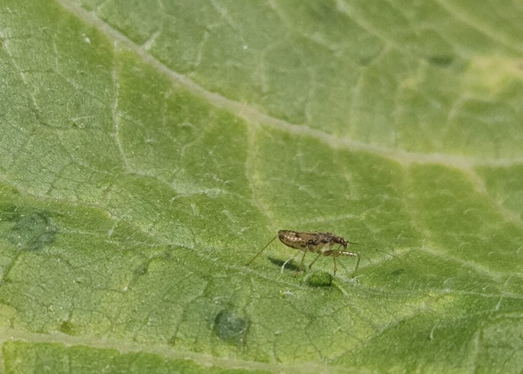 Figure 2. Damsel Bugs (photo by Laura Ingwell).