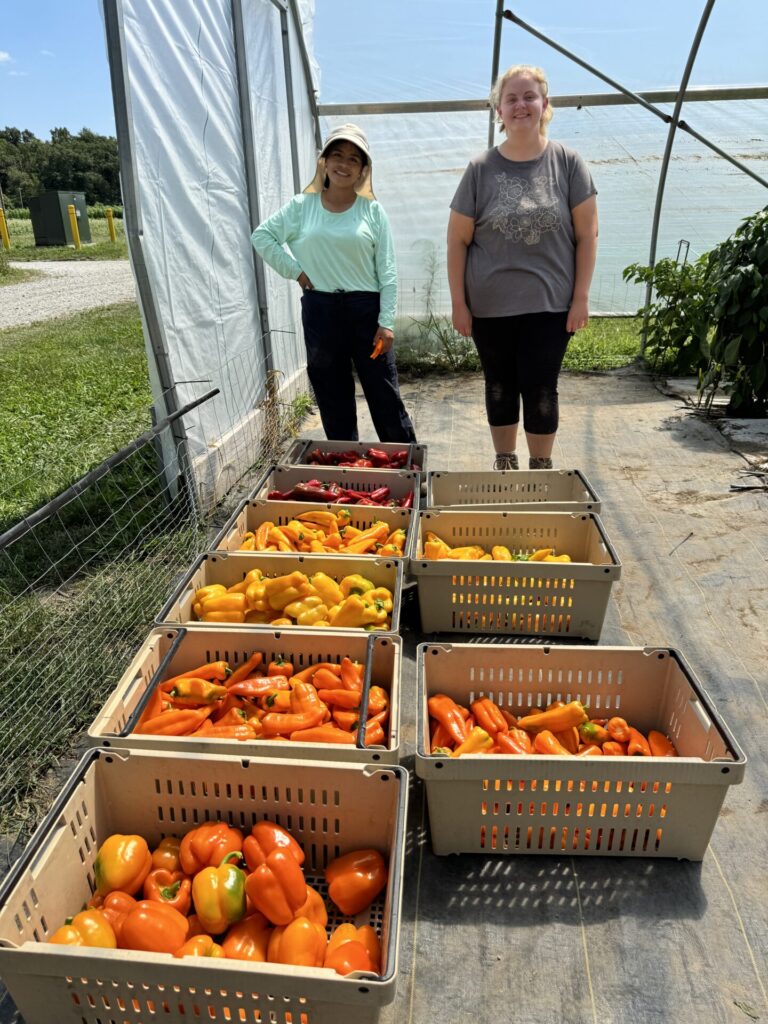 Figure 7. Students helping with the harvesting of a high tunnel sweet pepper variety trial at the Purdue Student Farm (Photo by Petrus Langenhoven).