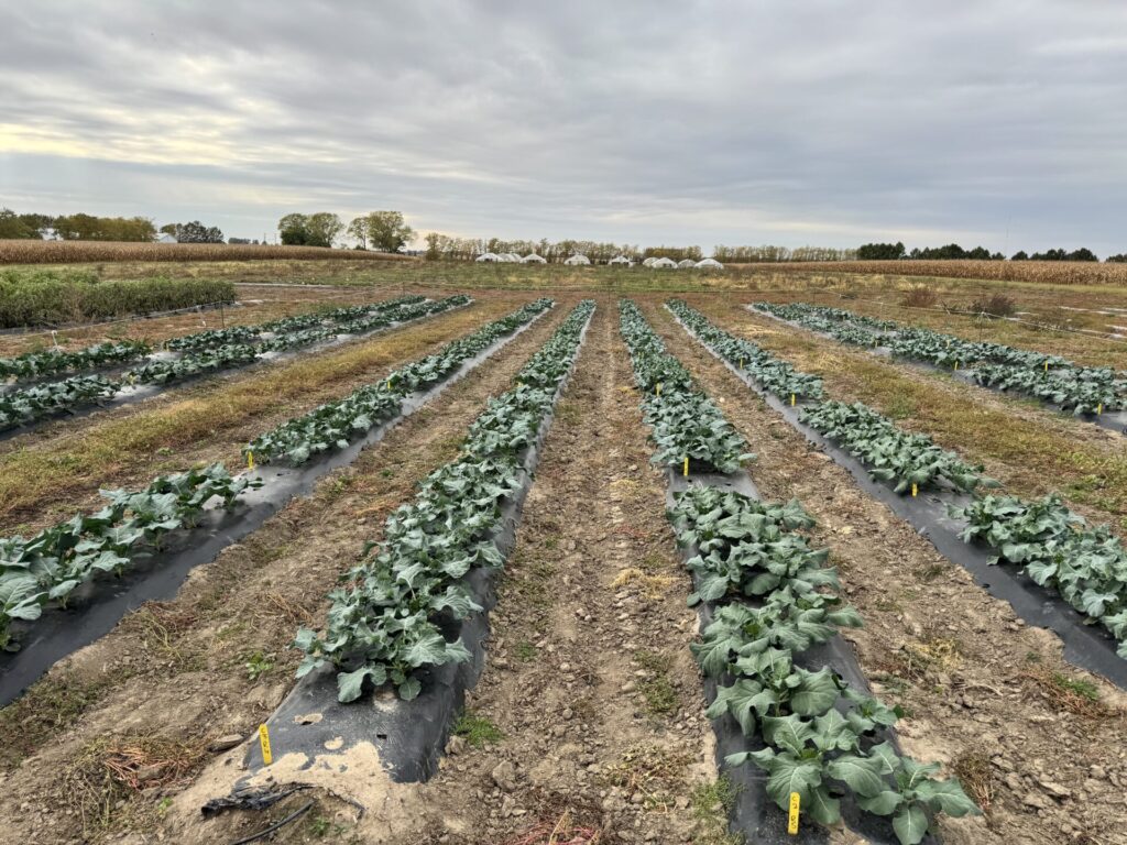 Figure 1. Broccoli variety trial established at the Meigs Horticulture Facility, Lafayette IN (Photo by Petrus Langenhoven).