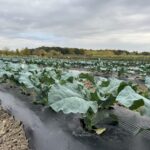 Broccoli planted at the Meigs Horticulture Facility (Photo by Petrus Langenhoven).