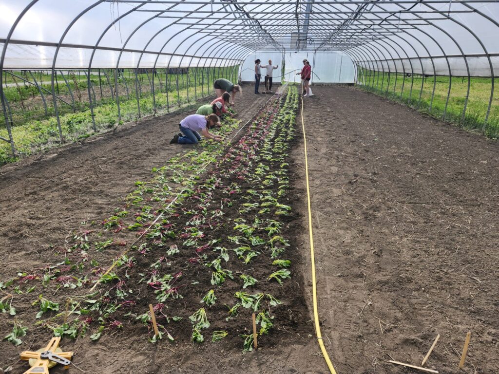 Figure 3. Student interns are learning how to transplant beets (Photo by Chris Adair).