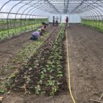Student interns are learning how to transplant beets in a high tunnel.