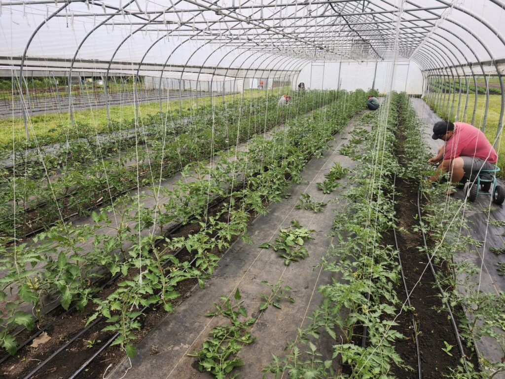 Figure 4. A student are pruning an trellising tomatoes in a high tunnel at the Purdue Student Farm (Photo by Chris Adair).