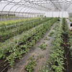 A student is pruning and trellising tomatoes in a high tunnel at the Purdue Student Farm (Photo by Chris Adair).