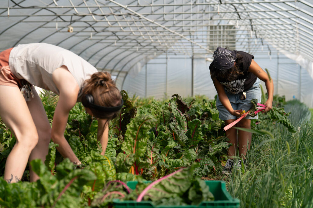 Figure 5. Students in a Small Farms Experience course (SFS 21000) help with harvesting Swiss chart at the Purdue Student Farm (Photo by Joshua Clark).