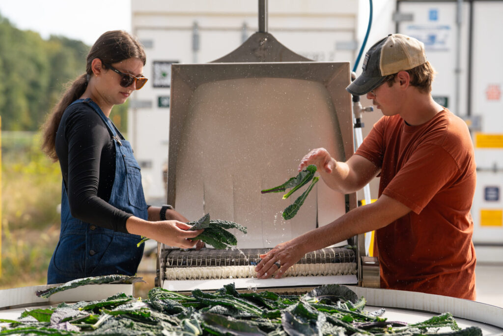 Figure 1. Two student workers at the Purdue Student Farm washing lettuce using a vegetable washer (Photo by Joshua Clark, Purdue University College of Agriculture).