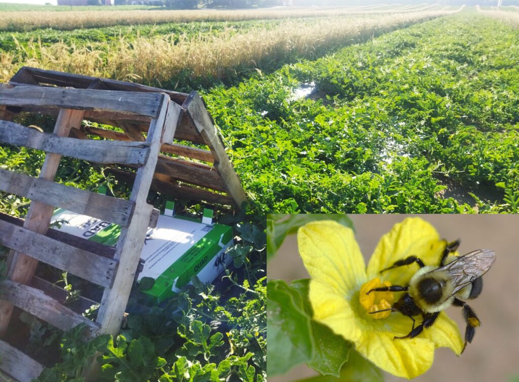 Figure 1. A commercial watermelon field with managed bumble bee hives and the close-up of a common eastern bumble bee visiting a watermelon flower (Photos by Zeus Mateos).
