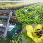 Figure 1. A commercial watermelon field with managed bumble bee hives and the close-up of a common eastern bumble bee visiting a watermelon flower (Photos by Zeus Mateos).