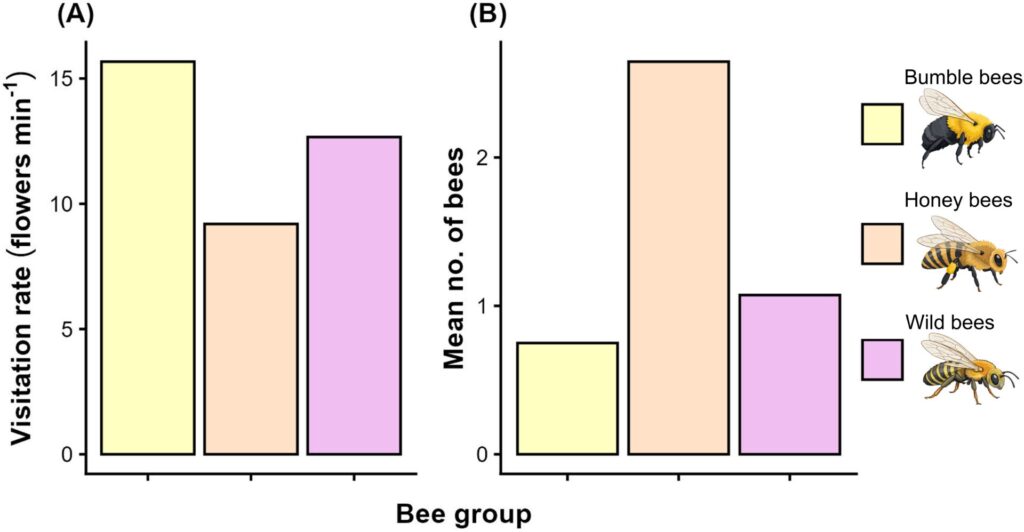 Two bar charts comparing visitation rates and mean numbers of three bee groups: bumble bees, honey bees, and wild bees. Chart A shows visitation rate in flowers per minute, with bumble bees having the highest rate, wild bees moderate, and honey bees the lowest. Chart B shows the mean number of bees, with honey bees highest, wild bees moderate, and bumble bees lowest. A legend on the right uses colored boxes and illustrations of each bee type to label the groups.