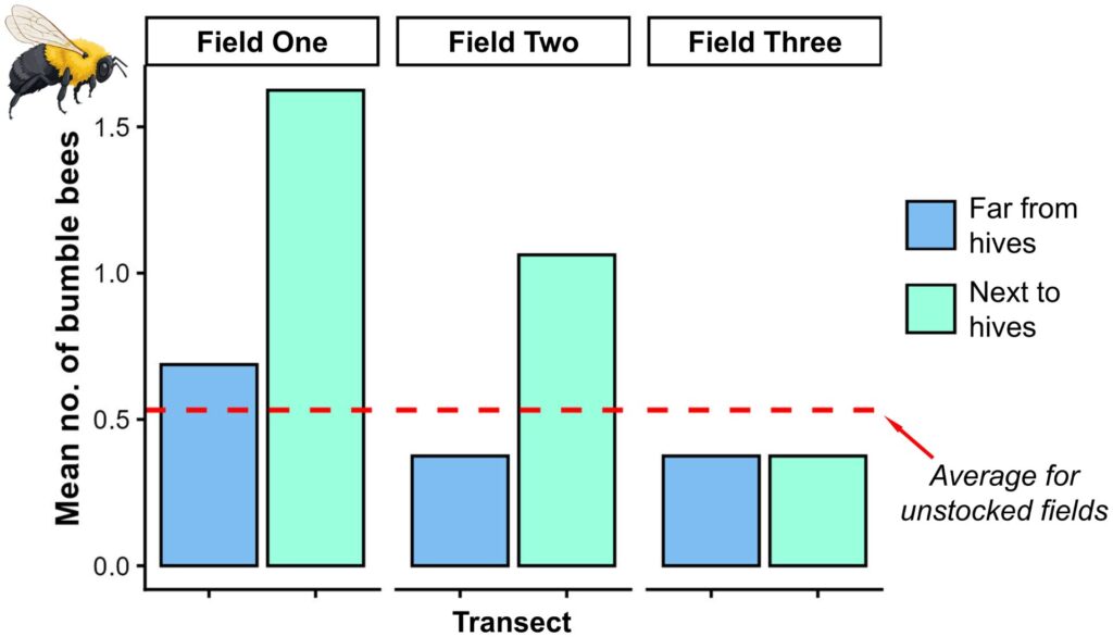 Bar chart showing the mean number of bumble bees observed in three fields, comparing transects far from hives and next to hives. In Field One and Field Two, bars next to hives are notably higher than those far from hives. In Field Three, both bar heights are low and similar. A dashed red horizontal line marks the average number of bumble bees for unstocked fields. A legend indicates blue bars represent transects far from hives and green bars represent transects next to hives, with a bumble bee illustration in the top left corner.