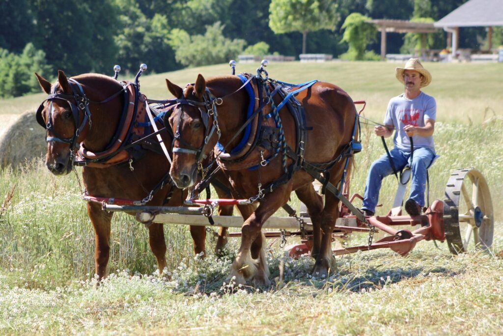 A person wearing a straw hat drives a horse‑drawn farming implement through a grassy field, guiding two brown draft horses harnessed side by side. The scene is set in a rural area with trees, open land, and a small structure visible in the background.