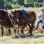 A person wearing a straw hat drives a horse‑drawn farming implement through a grassy field, guiding two brown draft horses harnessed side by side. The scene is set in a rural area with trees, open land, and a small structure visible in the background.
