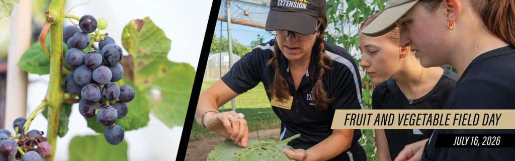 Purdue Fruit and Vegetable field day announcement. The field day will be hosted at Meigs on July 16, 2026.