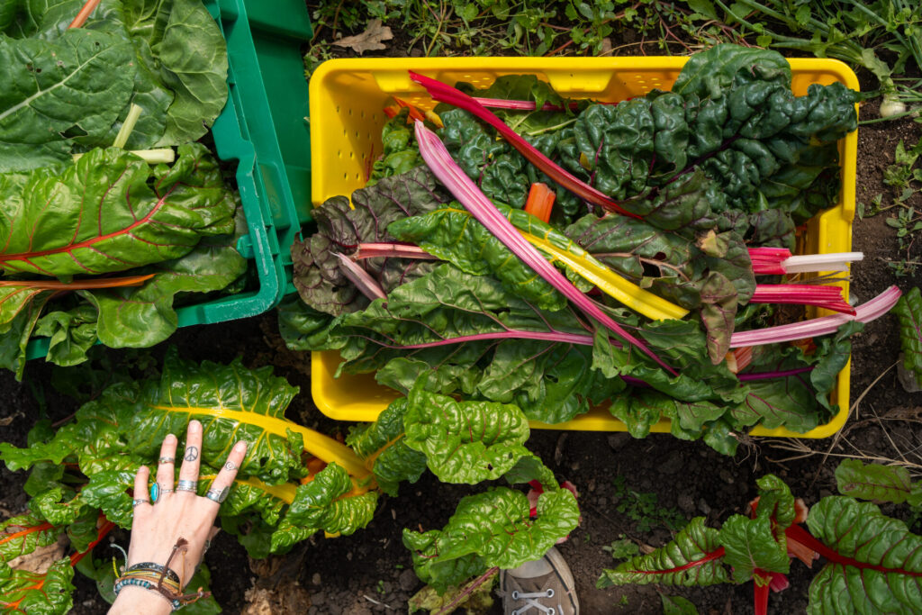 Leafy greens in harvest bins at the Purdue Student Farm.