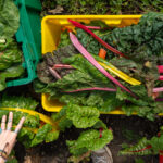 Leafy greens in harvest bins at the Purdue Student Farm.