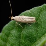 A close-up macro photograph of a small tan moth with narrow, speckled wings resting on a textured green leaf against a black background.