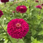 Zinnia flower