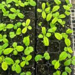 Figure 2. Symptoms consistent with micro nutrient deficiency was observed on stock seedlings (Photo by: Wenjing Guan).