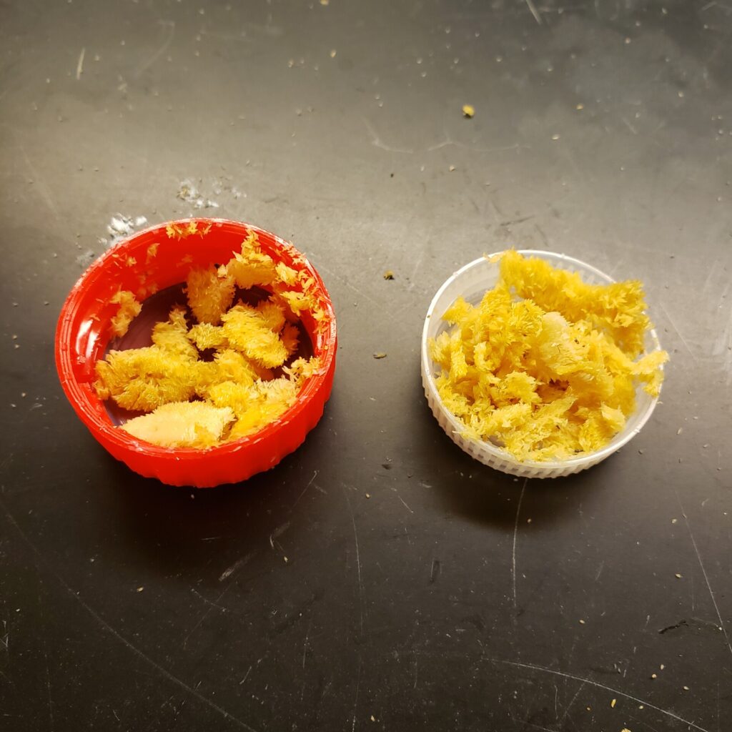 An Image of one gram of Black Soldier Fly eggs in a soda bottle cap (left) and water bottle cap (right).