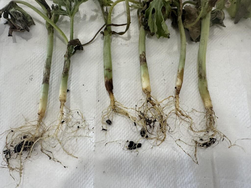 Image indicating dead watermelon seedlings, likely affected by multiple factors. Cucumber beetle feeding damage was observed on nearly all stems.