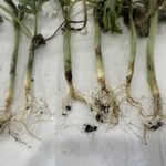 Image indicating dead watermelon seedlings, likely affected by multiple factors. Cucumber beetle feeding damage was observed on nearly all stems.