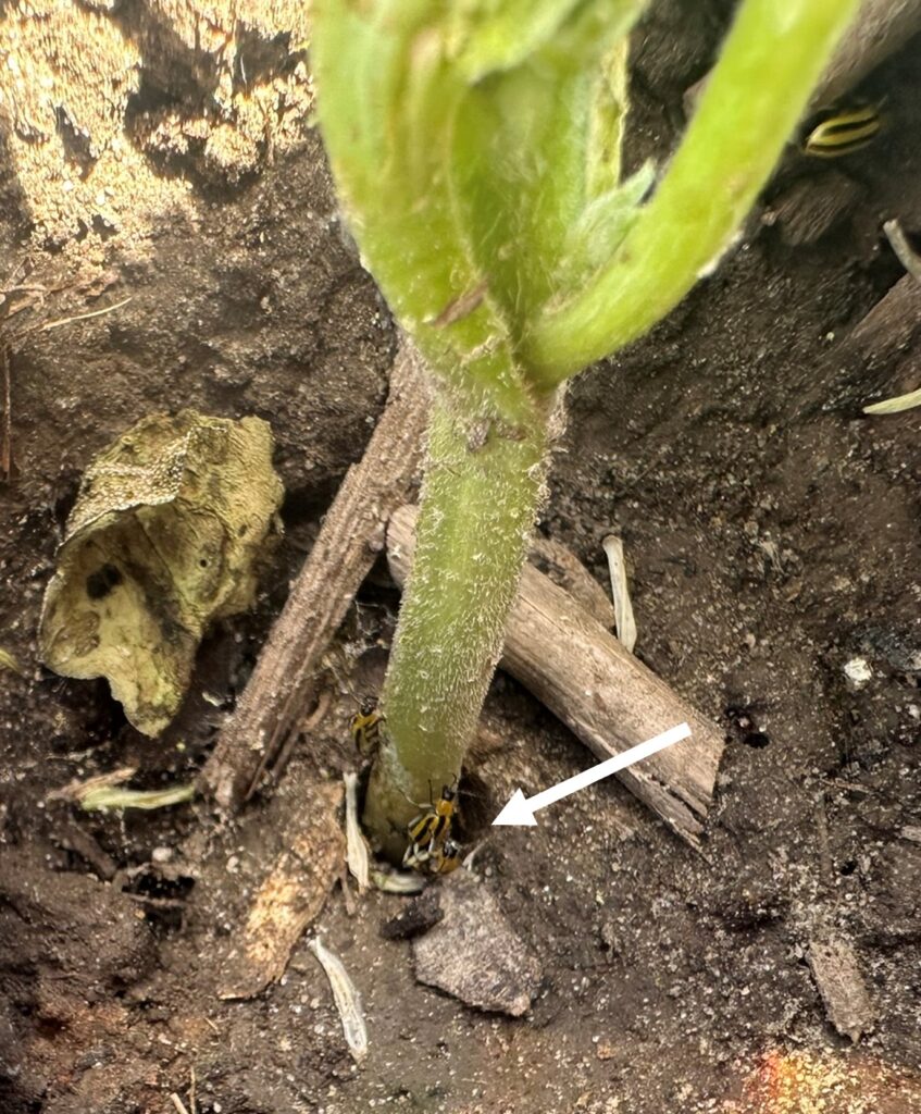 Image indicating cucumber beetle damage on watermelon seedlings.