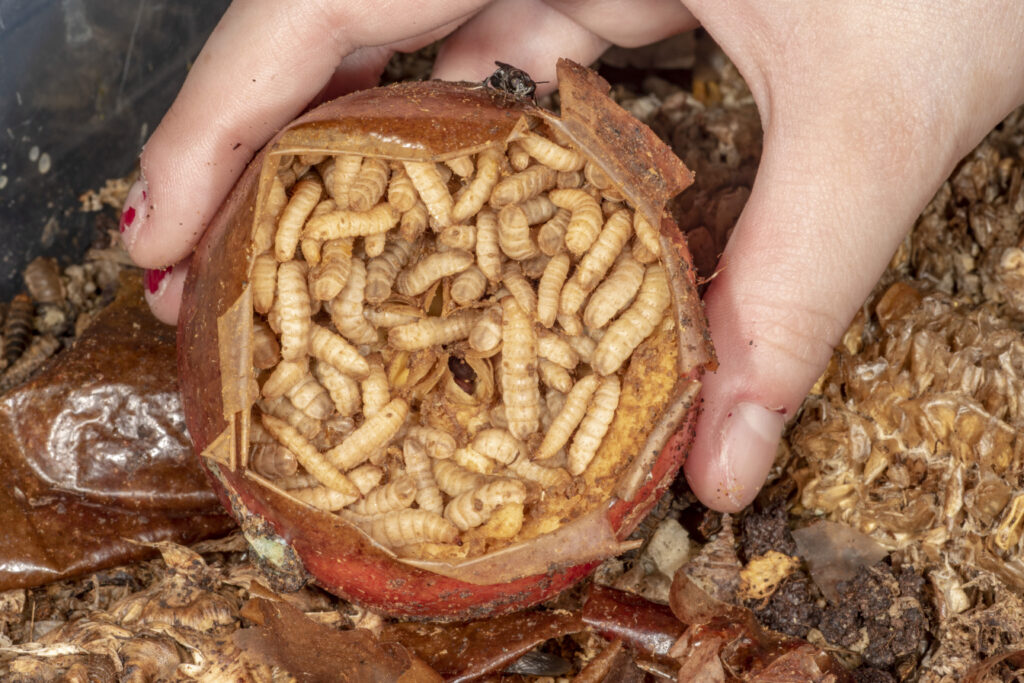 Image of Black Soldier Fly larvae consuming an apple in a compost bin.