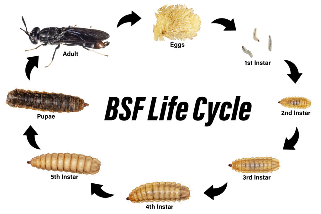 A diagram of the life cycle of Black Soldier Fly depicting eggs, all five larval instars, pupa, and adults.