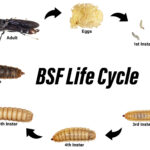 A diagram of the life cycle of Black Soldier Fly depicting eggs, all five larval instars, pupa, and adults.