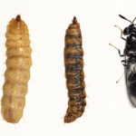 worms