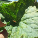 Figure 1. Pinhole-like lesions on cantaloupe leaves due to manganese toxicity (Photo credit: Wenjing Guan)