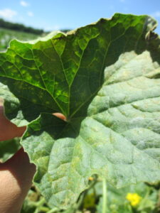 Figure 1. Pinhole-like lesions on cantaloupe leaves due to manganese toxicity (Photo credit: Wenjing Guan) 