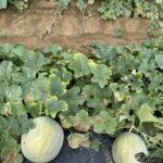 Row of cantaloupe plants growing in a field, with broad green leaves showing yellow and brown spots. Two round cantaloupes rest on black ground cover in the foreground, while dry soil and additional plant rows extend into the background.