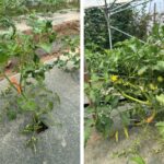 Image showing side-by-side photos show tomato plants growing in a covered production system.