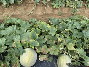 Row of cantaloupe plants growing in a field, with broad green leaves showing yellow and brown spots. Two round cantaloupes rest on black ground cover in the foreground, while dry soil and additional plant rows extend into the background.