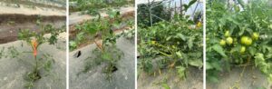 Four side-by-side photos show tomato plants growing in a covered production system. The first two photos show young tomato plants with severe leaf curling, twisting, and stunted growth. The third photo shows a larger plant with curled and distorted lower leaves but continued vegetative growth. The fourth photo shows a mature tomato plant producing multiple green fruits despite some remaining leaf distortion and yellowing on lower foliage. The sequence illustrates the progression of plant growth and recovery from early-season leaf deformation or stress.