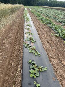 Rows of young cantaloupe plants growing on raised beds covered with black plastic mulch in a cultivated field. Some plants appear smaller and less vigorous, with water puddles on the plastic surface. Adjacent rows show healthier, fuller vines, and a strip of tall, dry grain crops lines the edge of the field with trees in the background.
